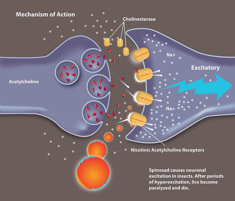 Scientific diagram image of how Spinosad works